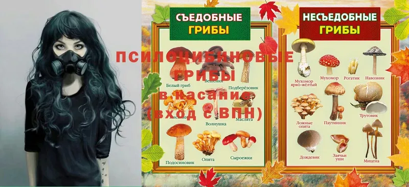 Галлюциногенные грибы Psilocybe  Ковров 